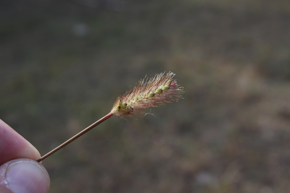 Image of genus Setaria specimen.