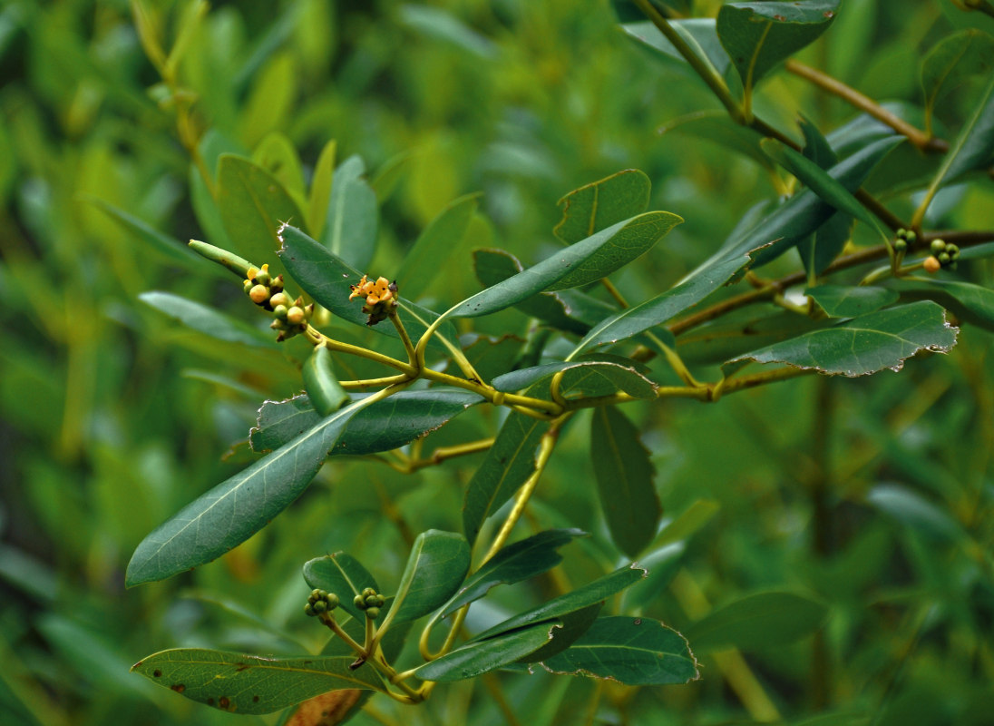 Image of Avicennia marina specimen.
