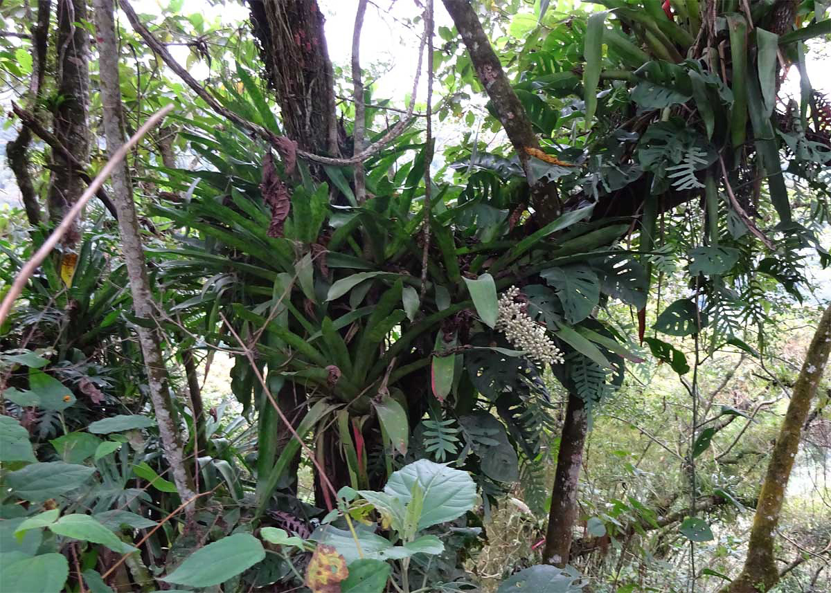 Image of Aechmea mexicana specimen.