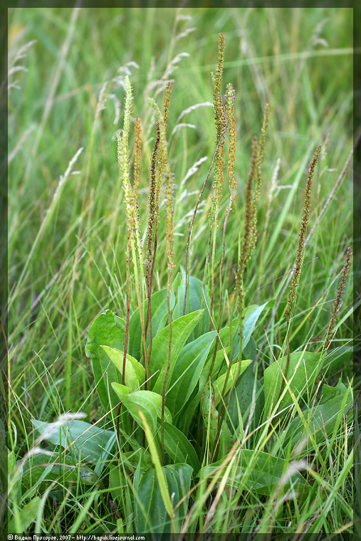 Image of Plantago cornuti specimen.