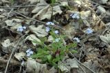 Myosotis amoena