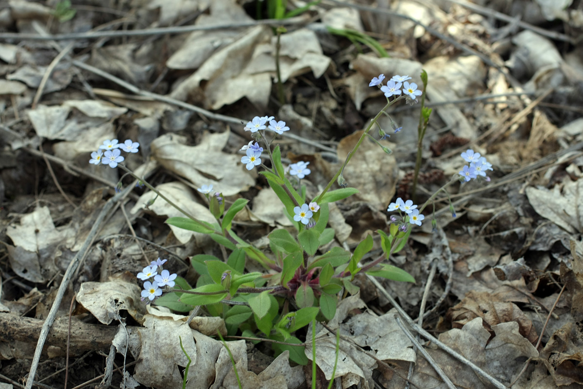 Image of Myosotis amoena specimen.