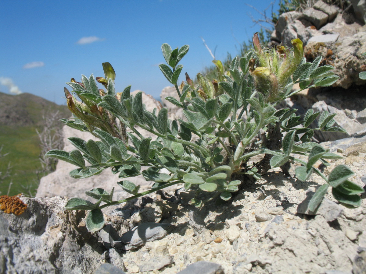 Изображение особи род Astragalus.