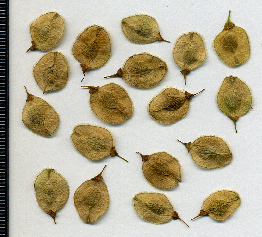 Image of Ulmus laevis specimen.