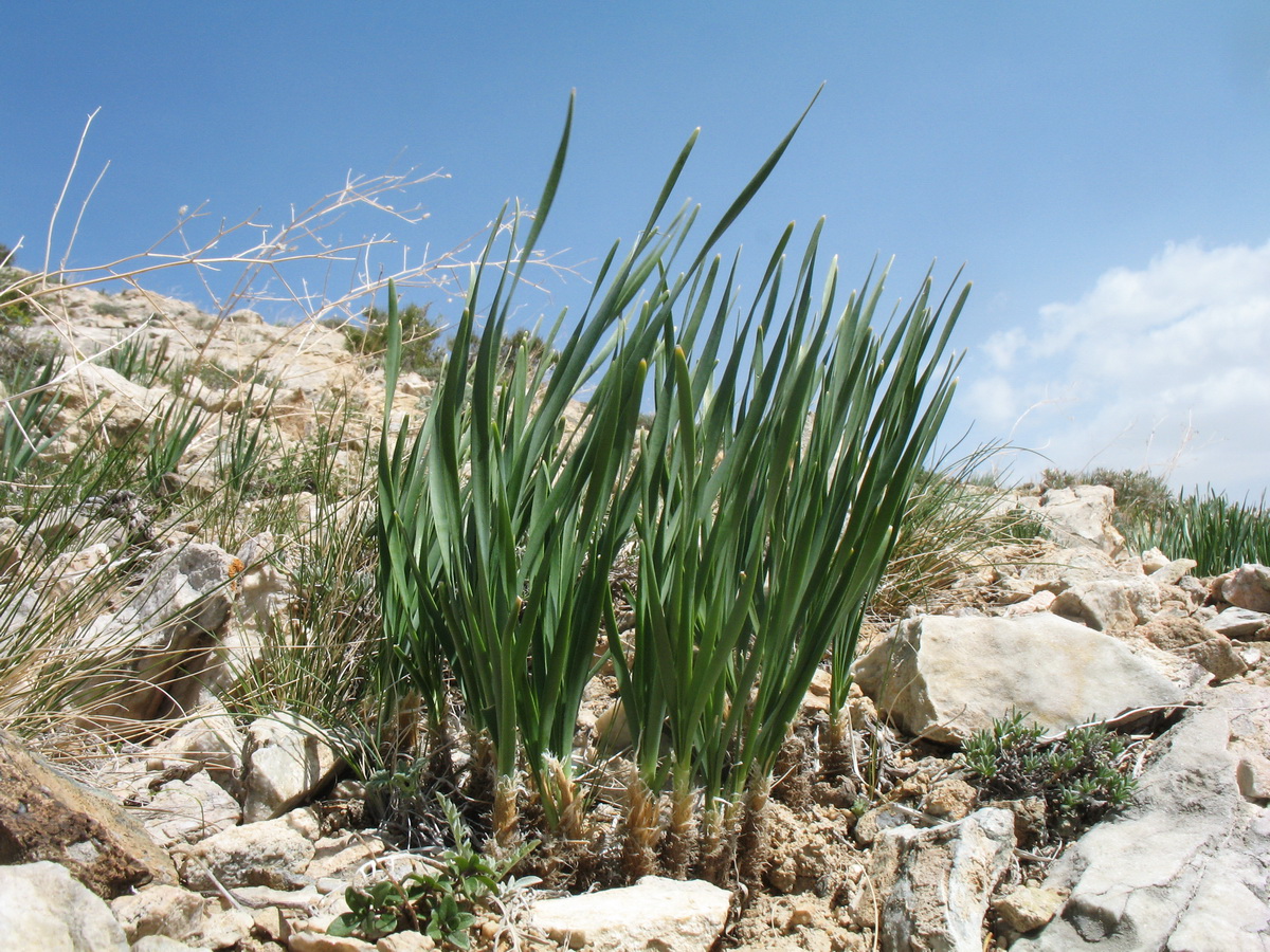 Image of Allium oreoprasum specimen.