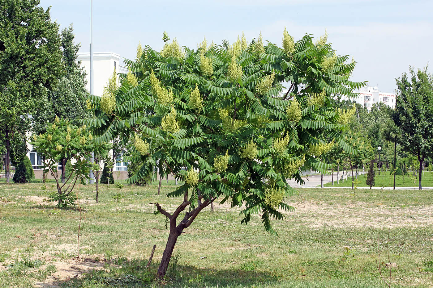 Image of Rhus glabra specimen.