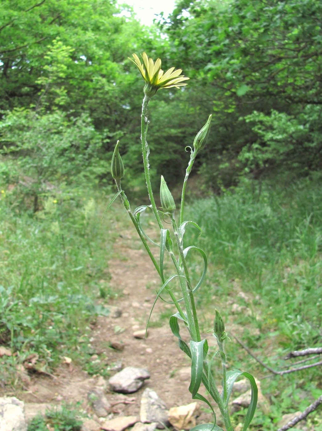 Изображение особи Tragopogon dasyrhynchus.