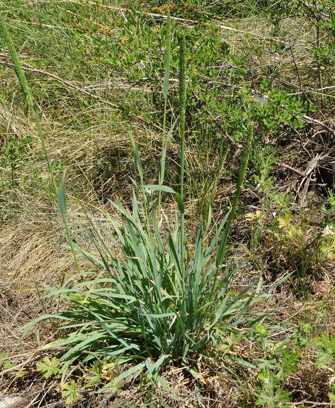 Image of Phleum phleoides specimen.