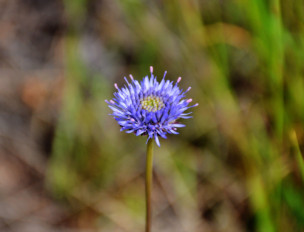 Image of Jasione montana specimen.