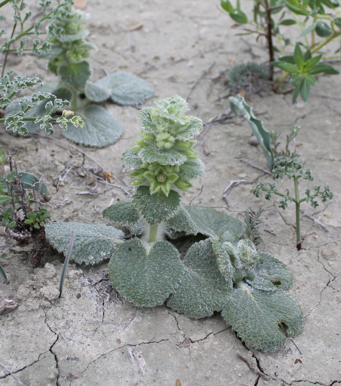 Image of Eremostachys macrophylla specimen.