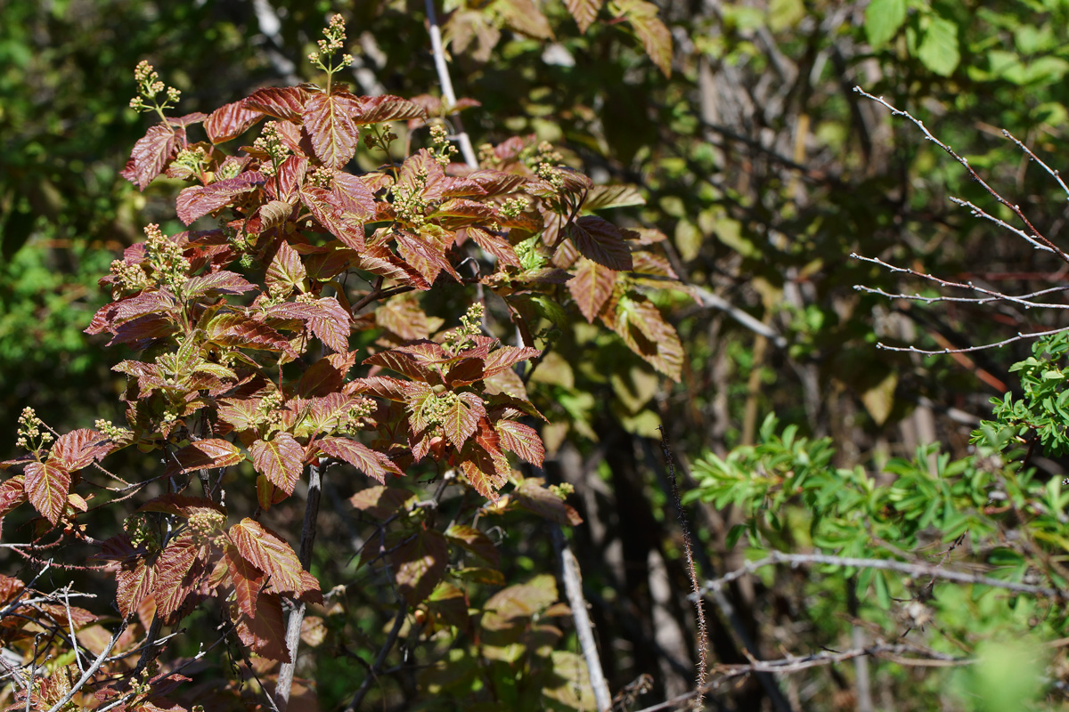 Image of Acer tataricum specimen.