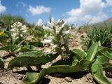 Lagotis integrifolia. Цветущее растение. Кыргызстан, Чуйская обл., Панфиловский р-н, вост. часть Таласского Алатау, пер. Алабель, 3175 м н.у.м., альпийская зона. 20 июля 2018 г.