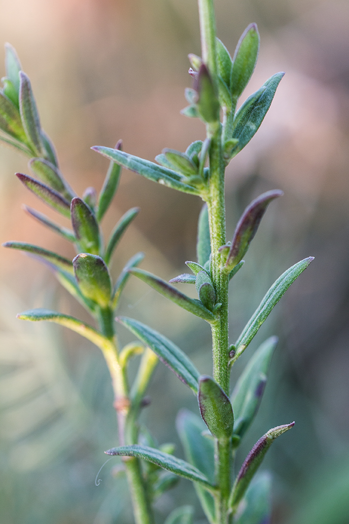 Изображение особи Polygala cretacea.