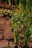 genus Typha