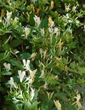 Lonicera japonica. Верхушки побегов с цветками. Узбекистан, г. Самарканд, окр. Регистана, около отеля. 01.05.2018.