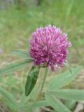 Trifolium alpestre. Соцветие. Южный Берег Крыма, Ялта, ущелье Уч-Кош. 06.06.2010.