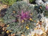 Brassica oleracea разновидность viridis. Вегетирующее растение. Тверская обл., г. Тверь, Городской сад, клумба, в культуре. 16 октября 2018 г.