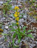Solidago virgaurea ssp. lapponica