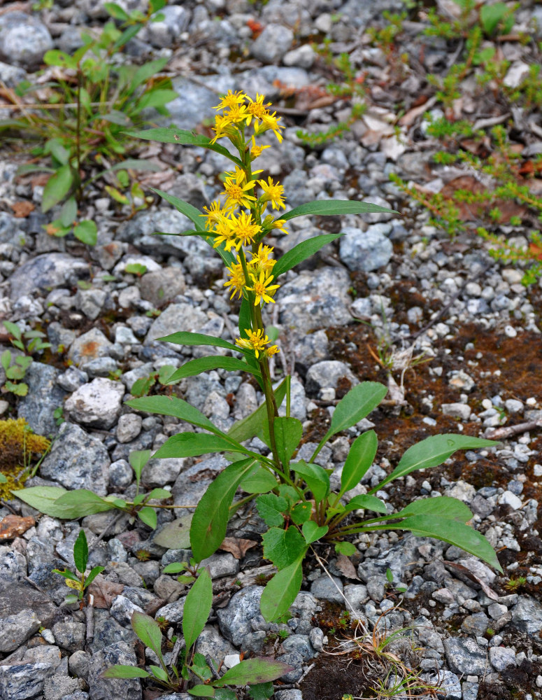 Image of Solidago virgaurea ssp. lapponica specimen.