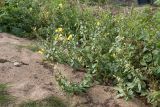 Oenothera rubricaulis. Цветущие и плодоносящие растения. Санкт-Петербург, Кронштадтский р-н; о-в Котлин, батарея \"Демидов\", гравийно-песчаная площадка с рудеральной растительностью у подножия земляного вала. 15.09.2018.