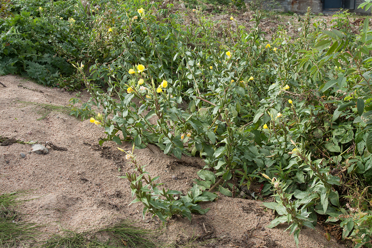 Image of Oenothera rubricaulis specimen.
