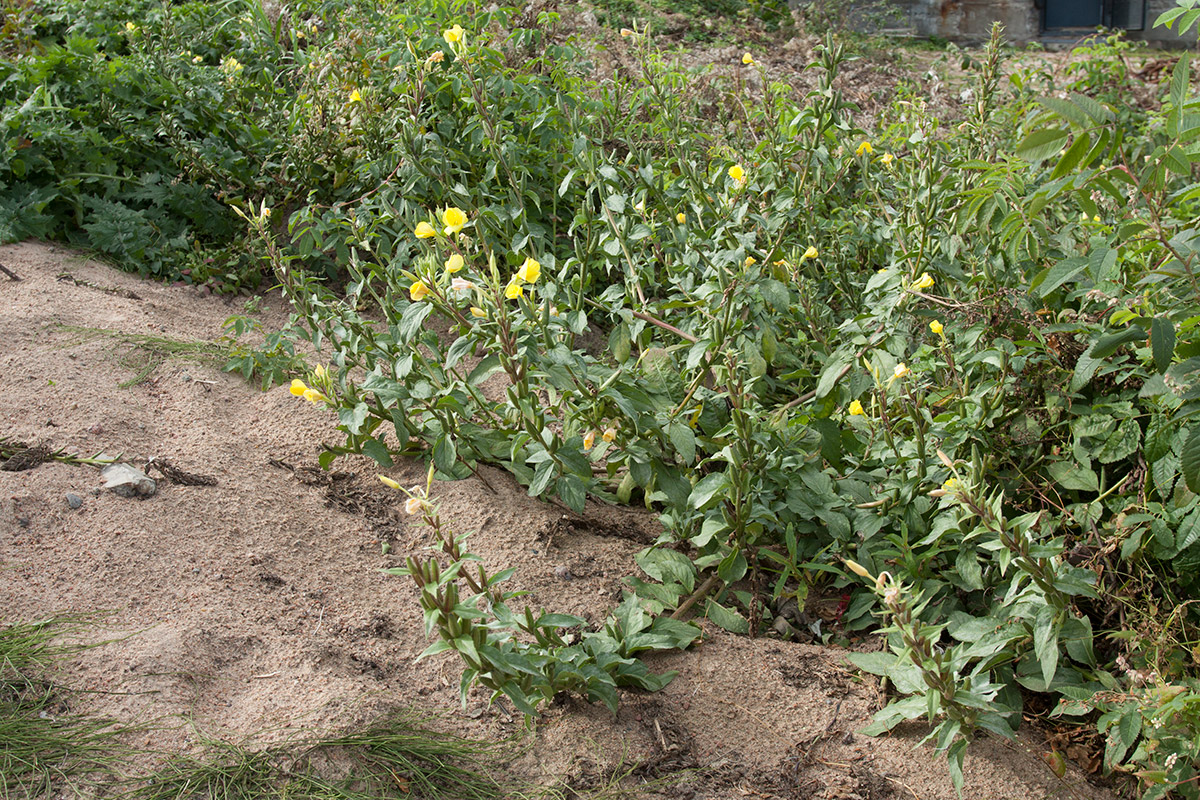 Изображение особи Oenothera rubricaulis.