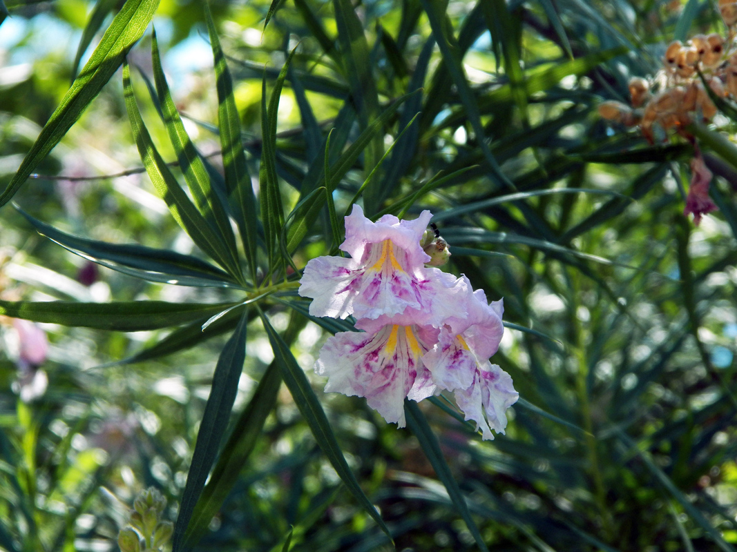 Image of Chilopsis linearis specimen.
