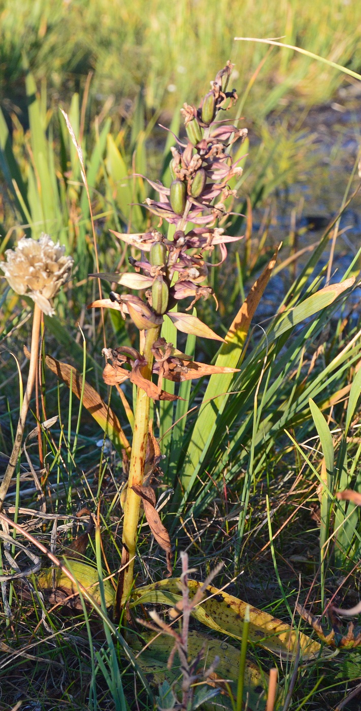 Изображение особи Dactylorhiza aristata.