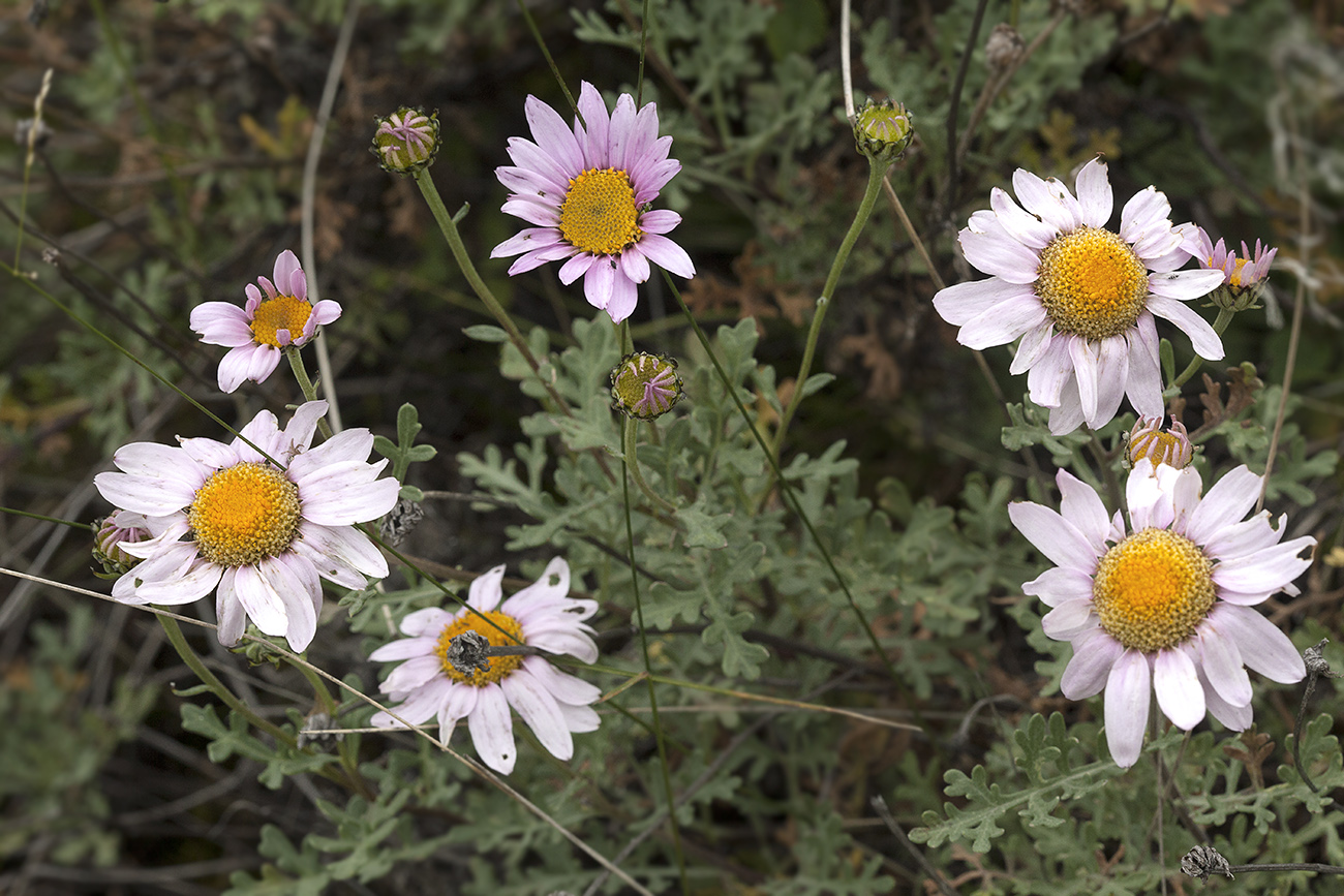 Изображение особи Chrysanthemum sinuatum.