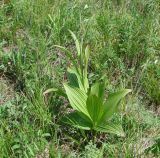 Veratrum nigrum. Растение с развивающимся соцветием. Иркутская обл., Боханский р-н, окр. с. Бохан, луг. 81.06.2018.