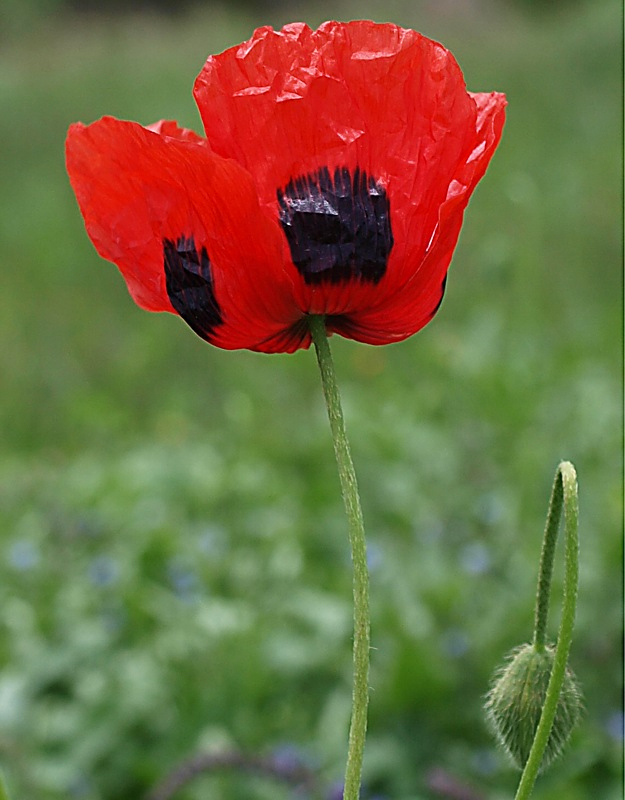 Изображение особи Papaver commutatum.