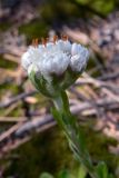 Antennaria dioica