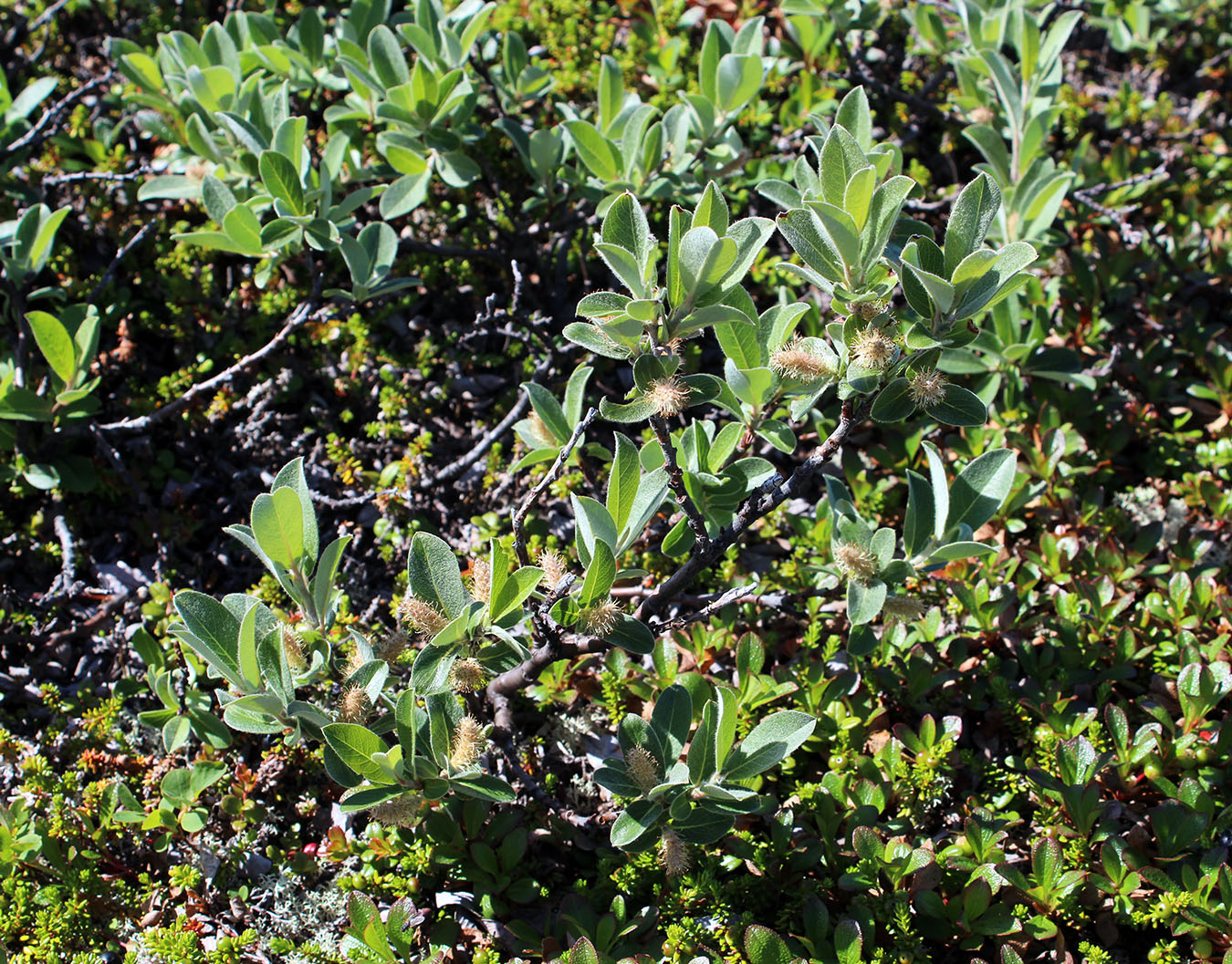 Image of Salix glauca specimen.