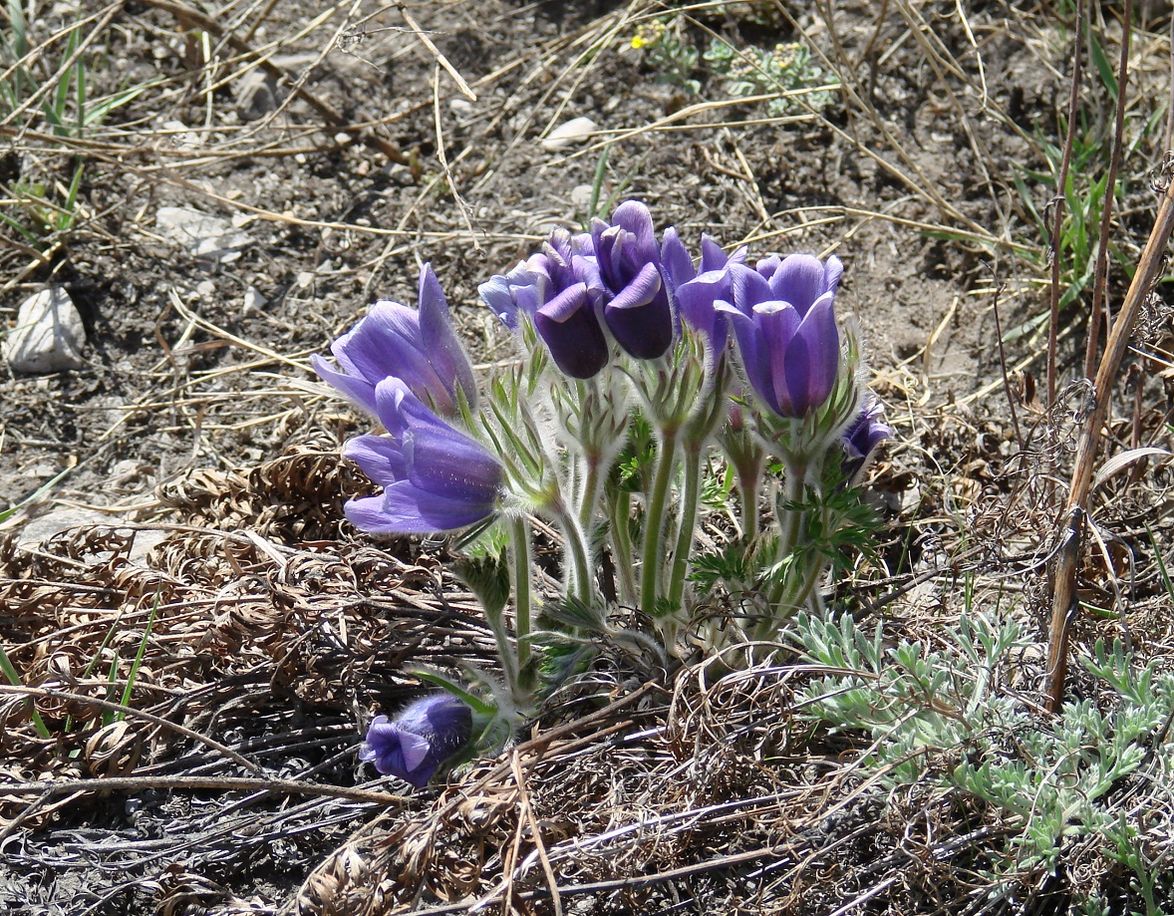 Изображение особи Pulsatilla turczaninovii.