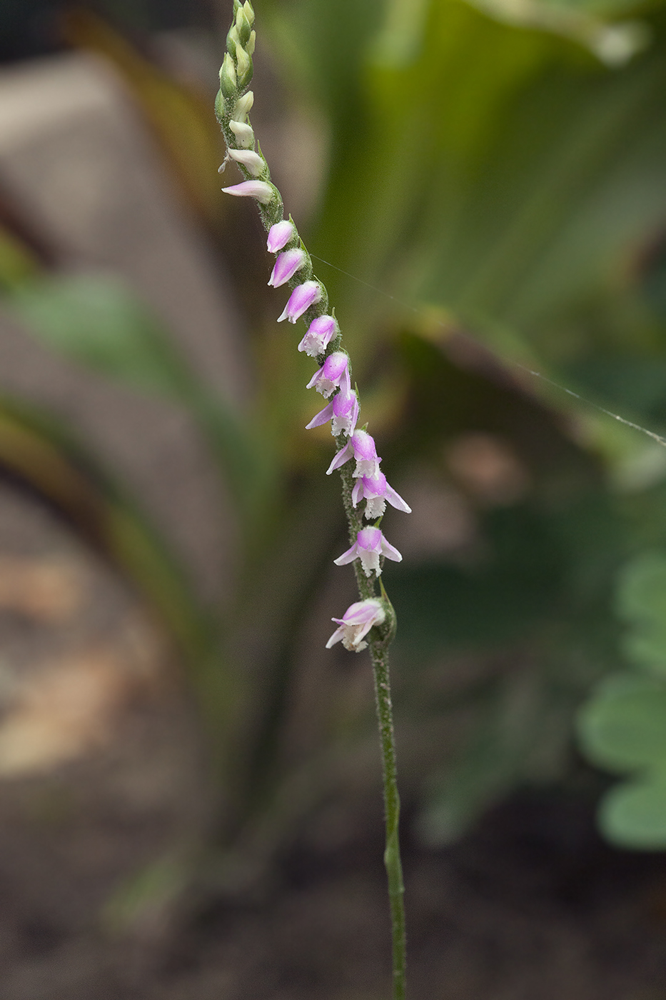 Image of Spiranthes australis specimen.