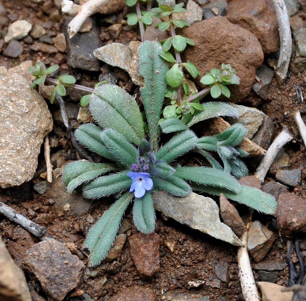 Image of Buglossoides incrassata specimen.
