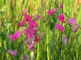 Lathyrus tuberosus. Соцветия. Татарстан, Бугульминский р-н. 25.06.2010.