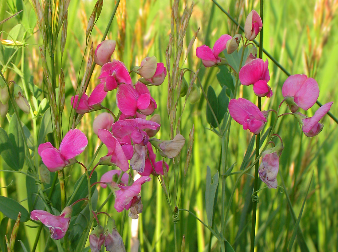 Image of Lathyrus tuberosus specimen.