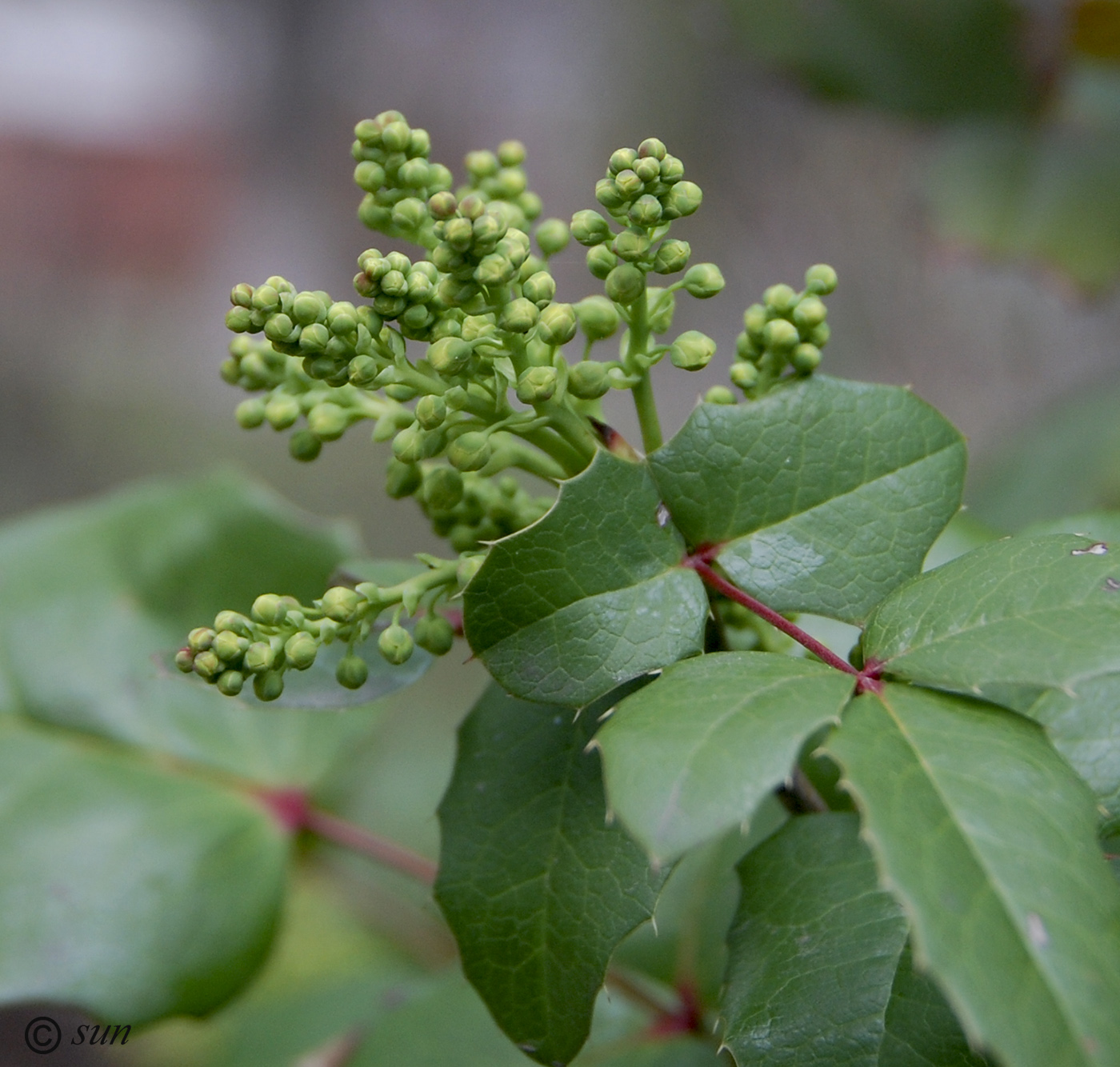 Image of Mahonia aquifolium specimen.