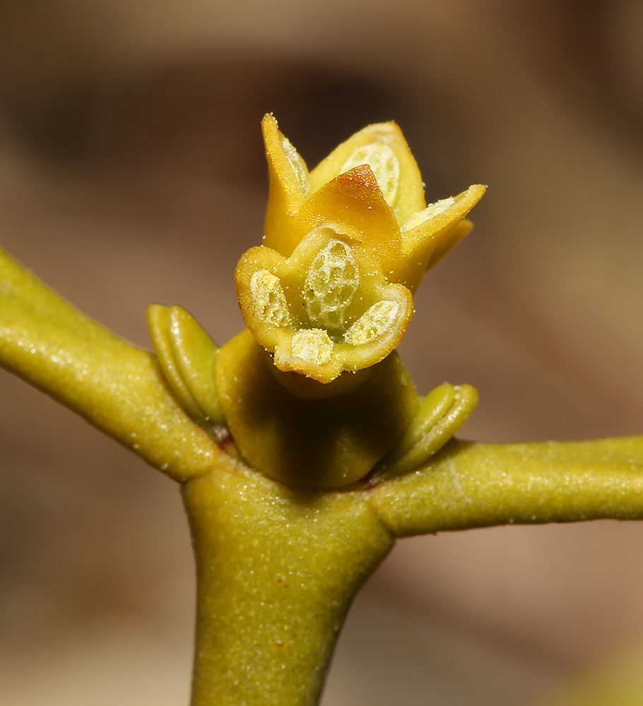 Image of Viscum coloratum specimen.