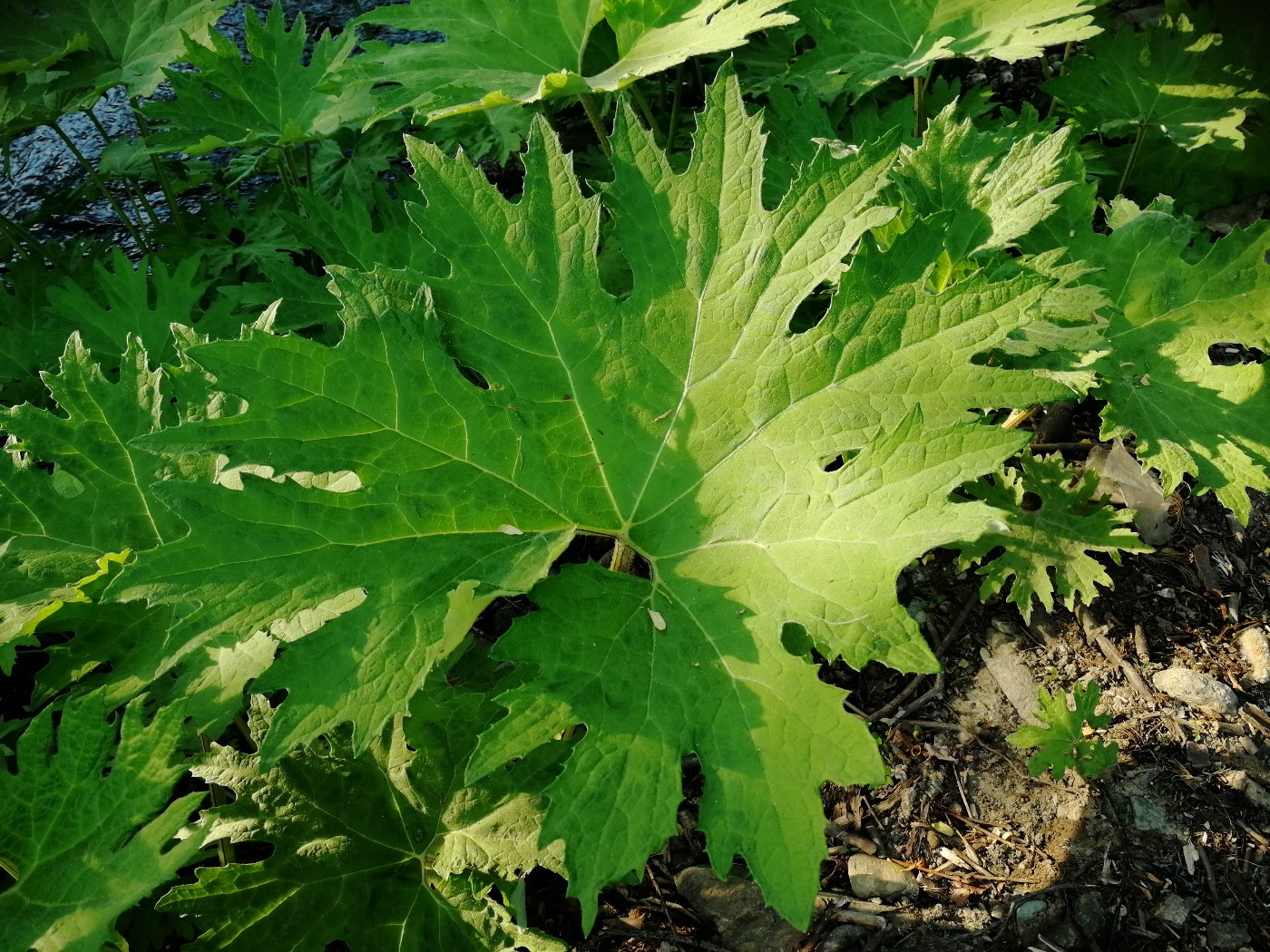 Image of Petasites tatewakianus specimen.