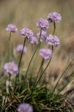 Armeria ruscinonensis. Верхушки побегов с соцветиями. Испания, Каталония, провинция Жирона, комарка Альт-Эмпорда, муниципалитет Кадакес, мыс Креус, обнажения сланцев. 01.04.2019.