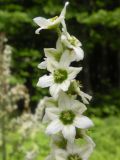 Veratrum album