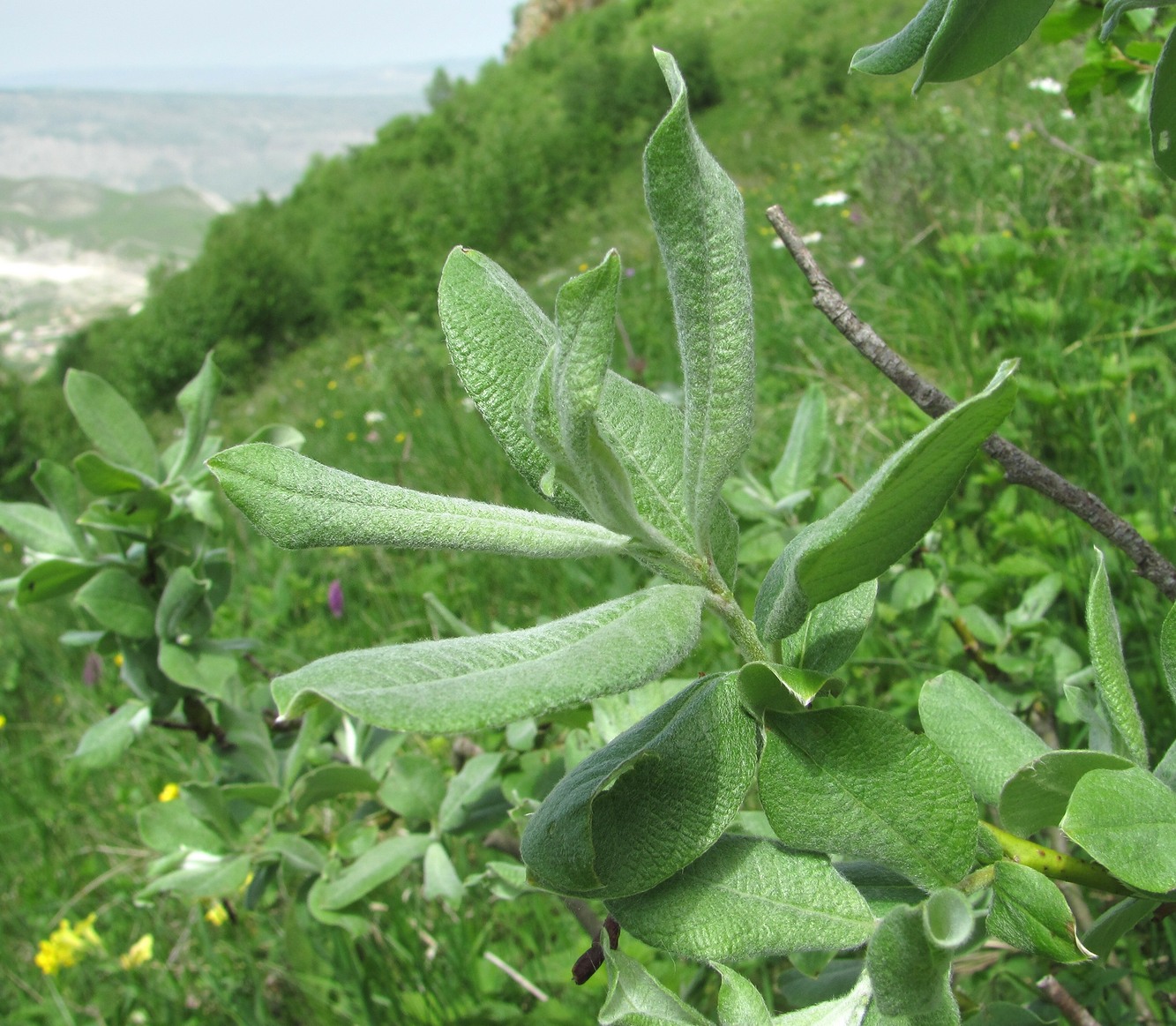 Image of Salix kuznetzowii specimen.