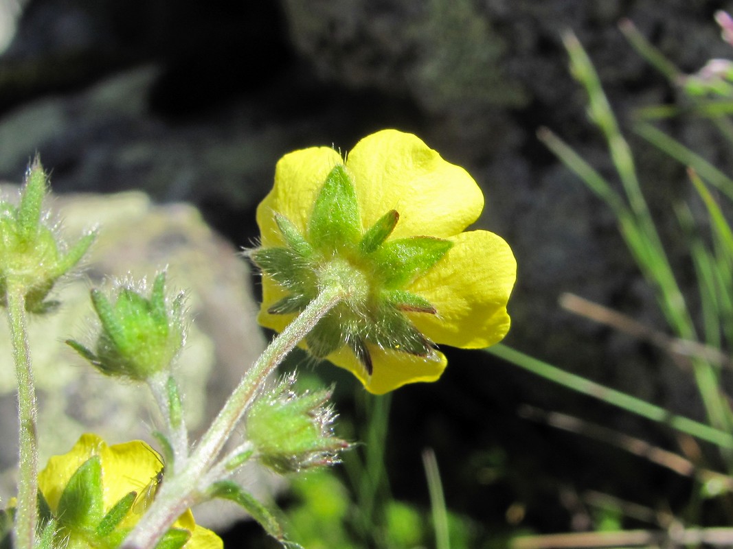 Image of Potentilla nivea specimen.