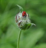 Lychnis fulgens