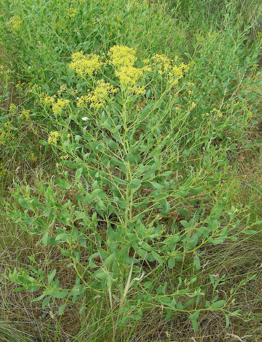 Image of Haplophyllum perforatum specimen.