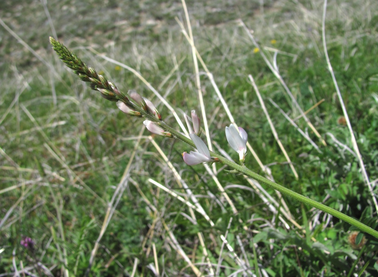 Image of Onobrychis petraea specimen.