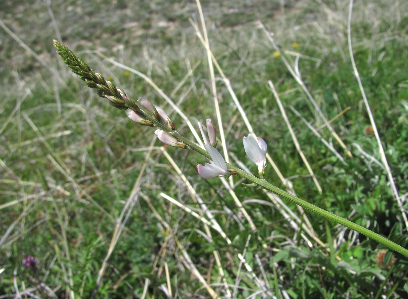 Изображение особи Onobrychis petraea.