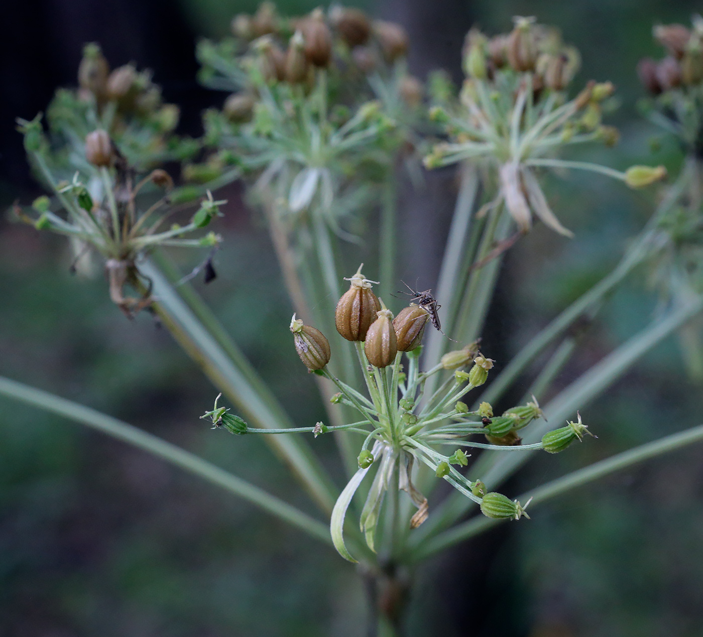 Изображение особи Pleurospermum uralense.